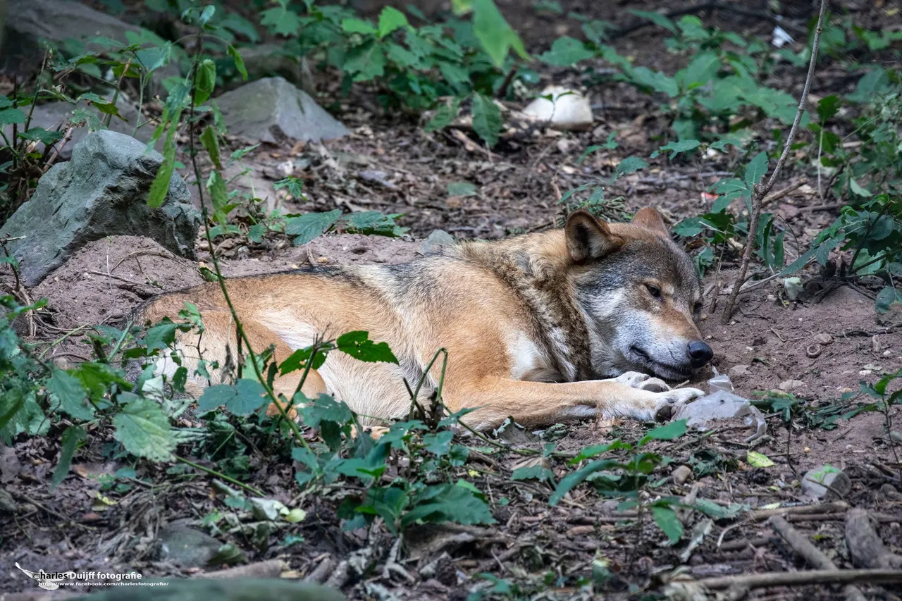 wolf