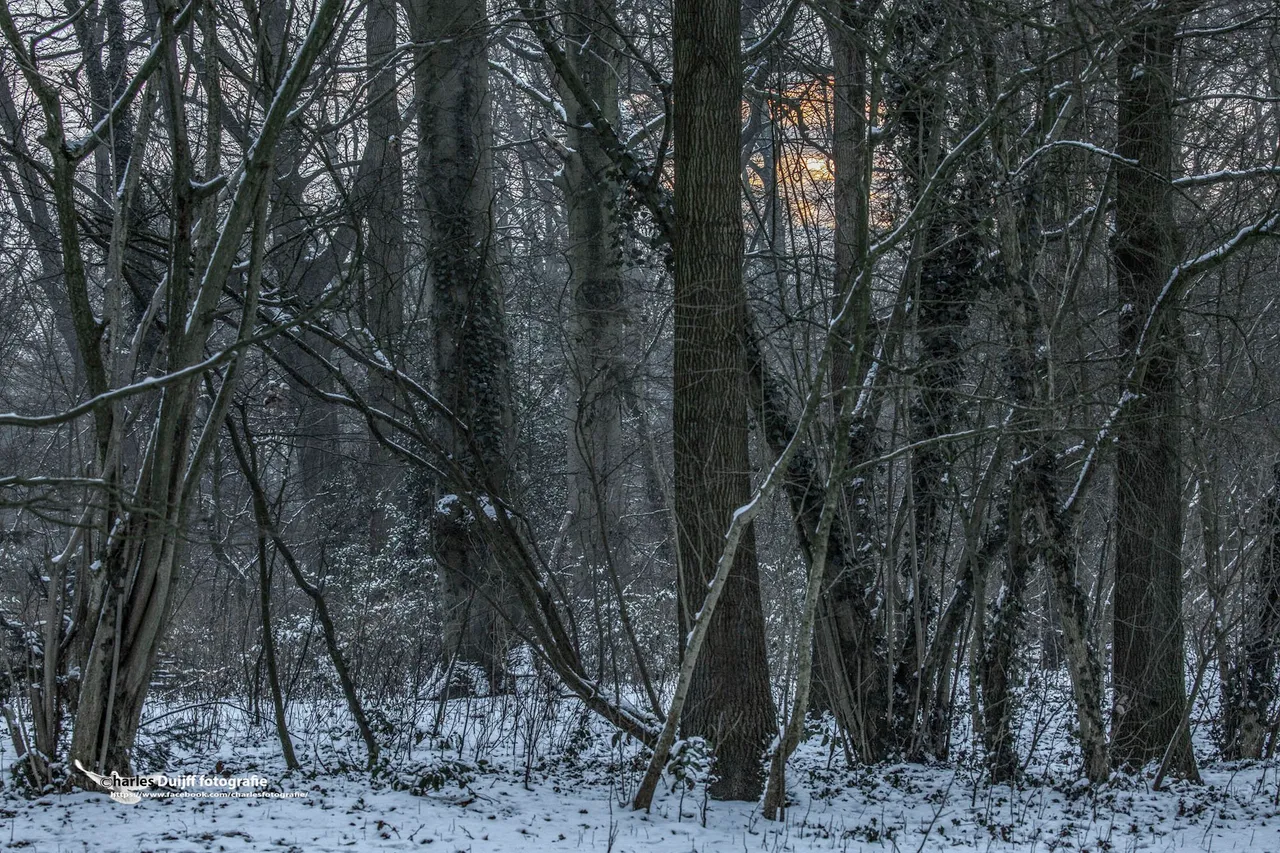 zon door bomen