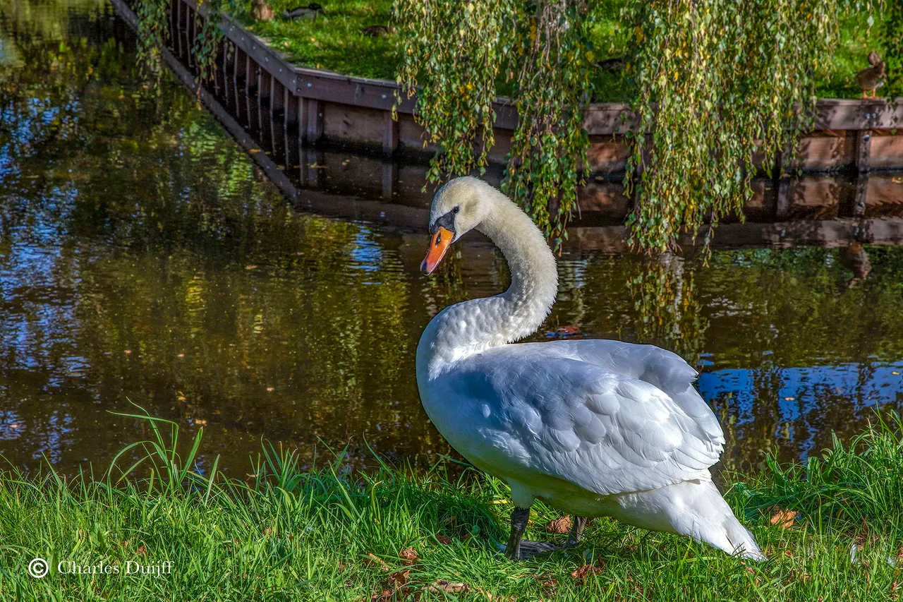 zwaan