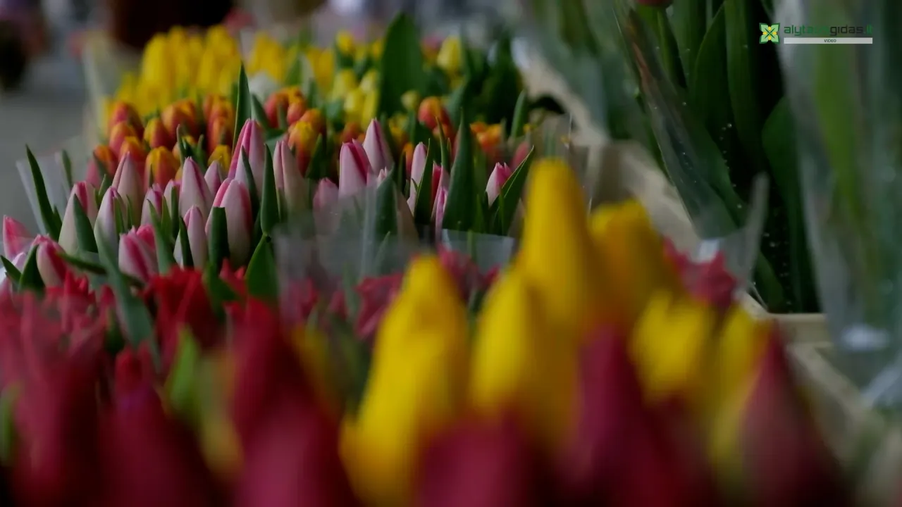 03 po reportazo00 02 07 19still061 jpg