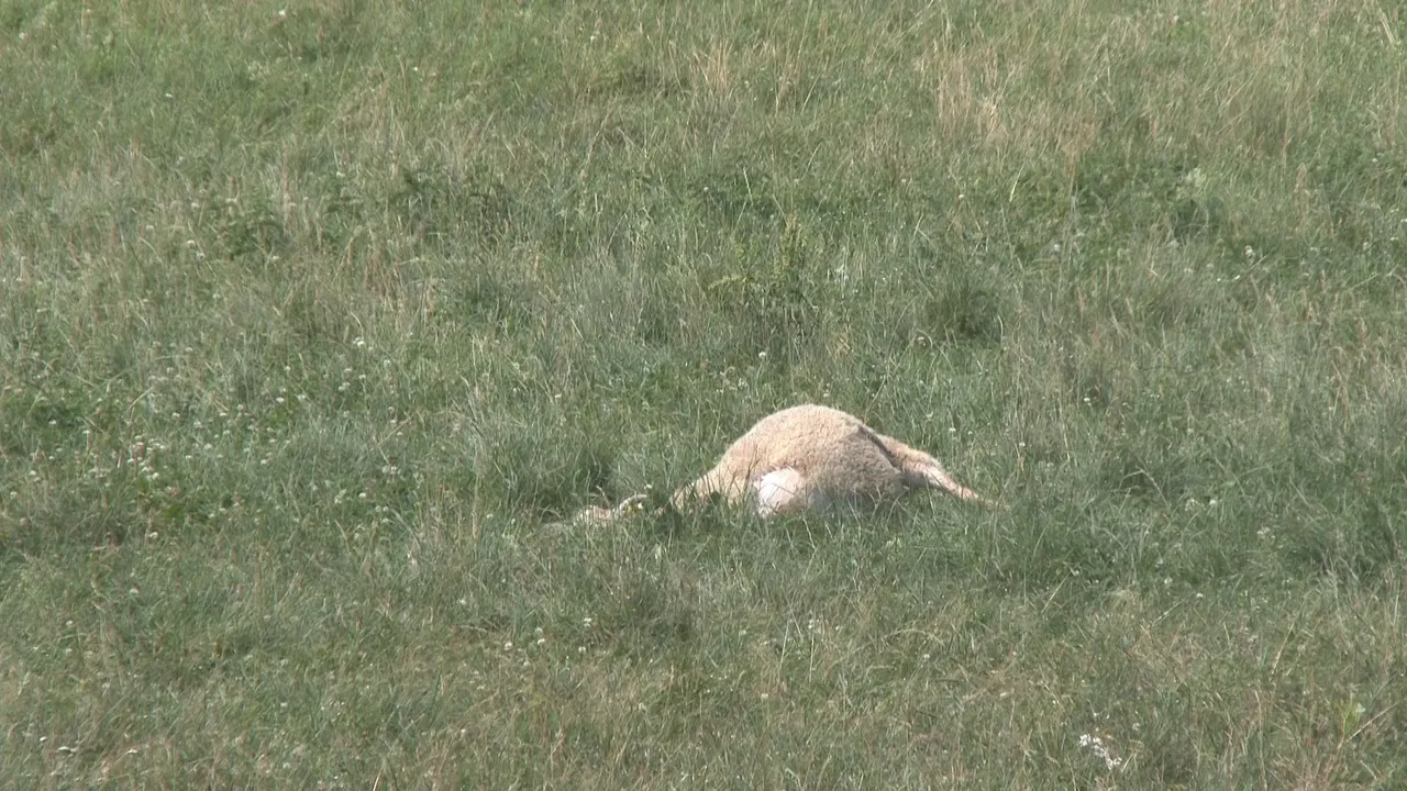 03 po reportazo00 05 00 13still019