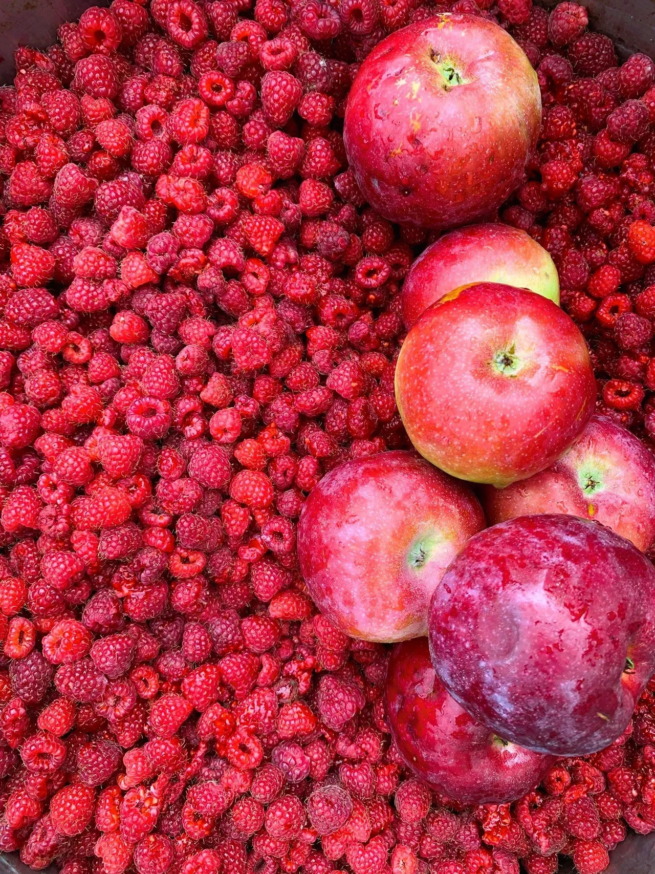 118420436 2685550228349207 3457218131866618340 n