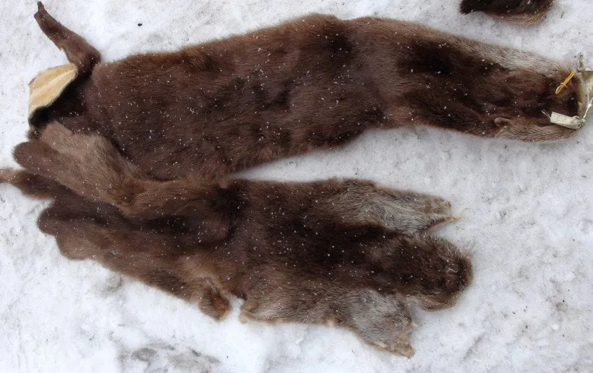 1366 9878f76b0ea3346072a4fd9a4a28821b