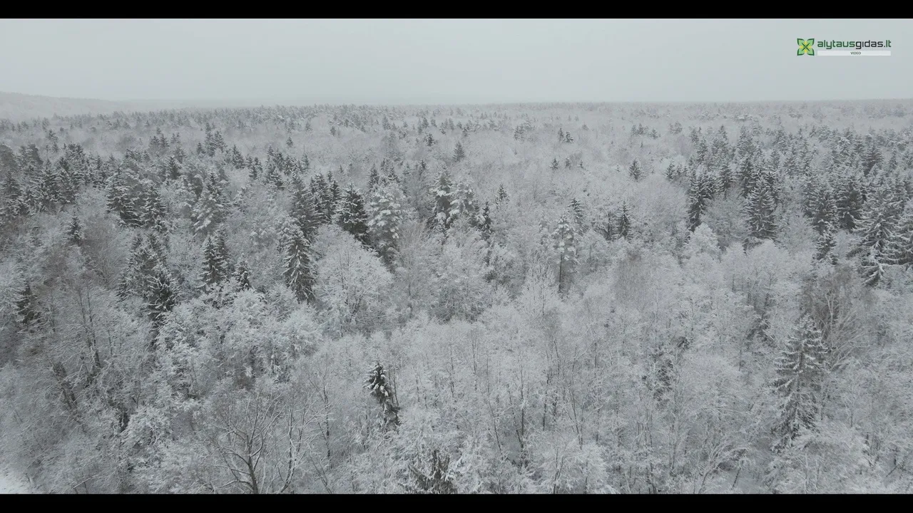 139980762 508811533414761 5627925945452588248 n