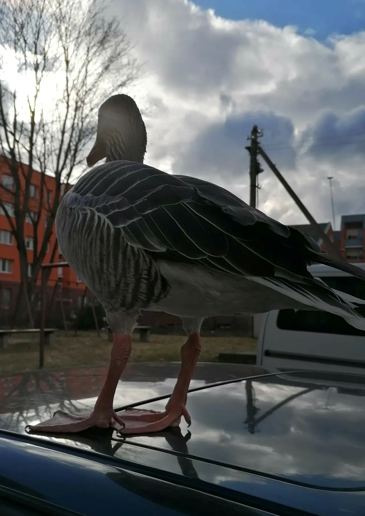 160865532 173866691079119 7055316697969556923 nss scaled