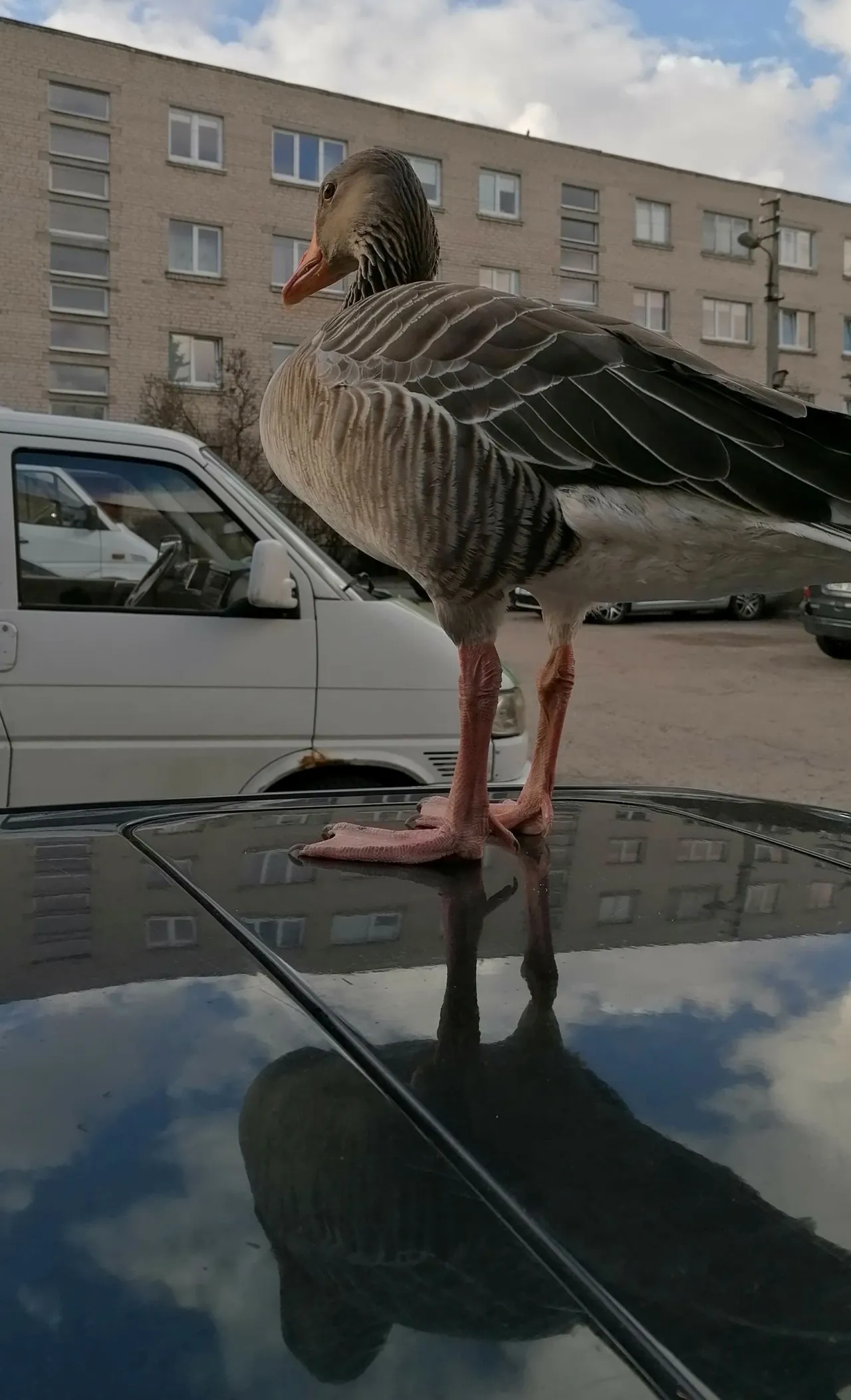 161051847 226029669260566 7549293553111322815 nss scaled