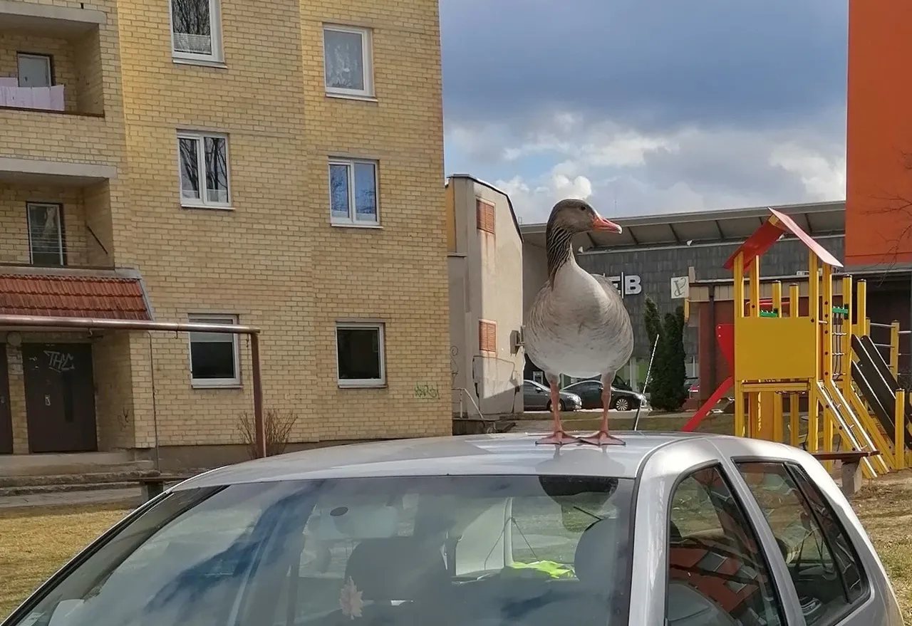 161094850 458934202122460 8302918363052957979 nss