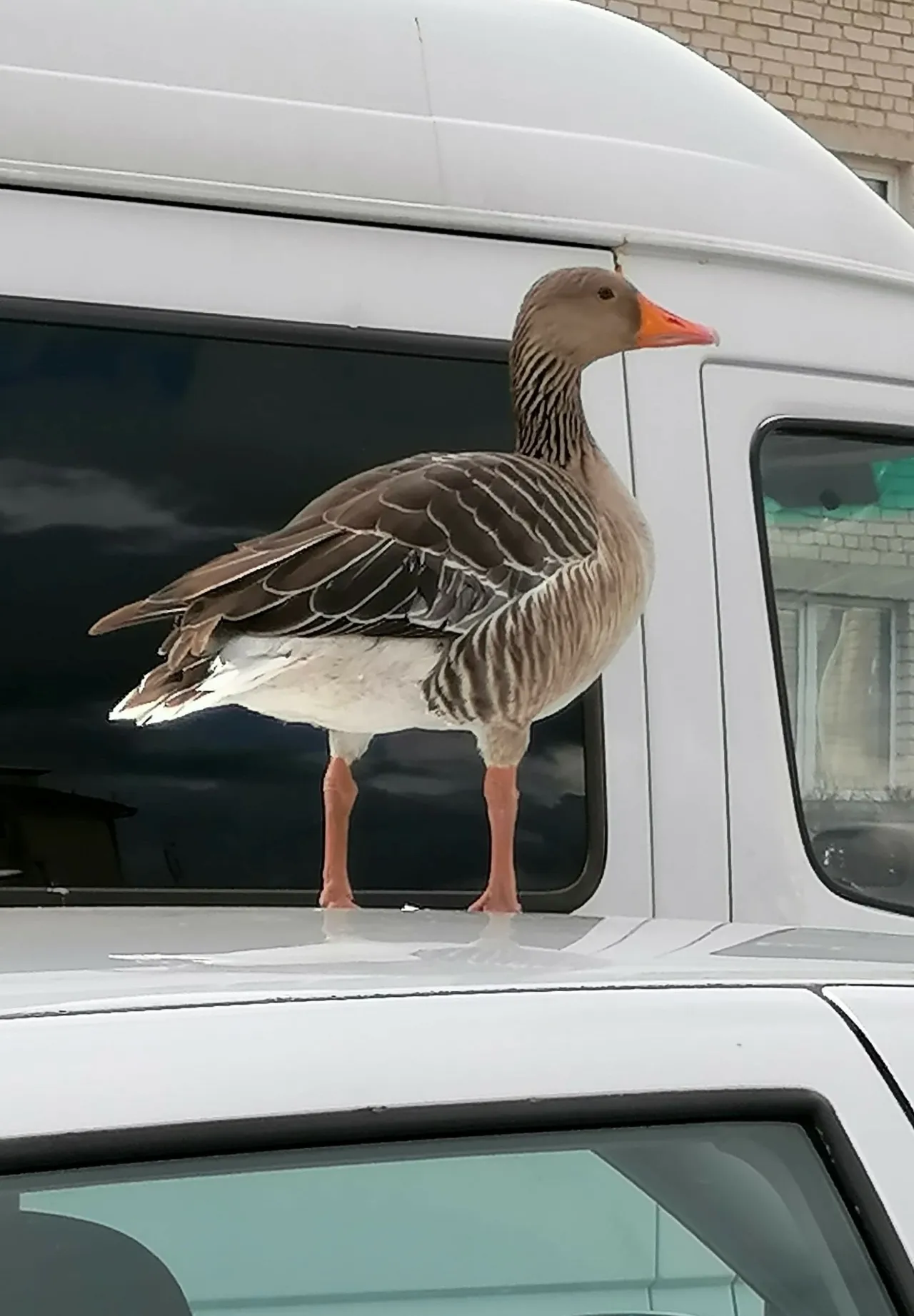 161096781 300297034773239 4355117442091147415 nss scaled