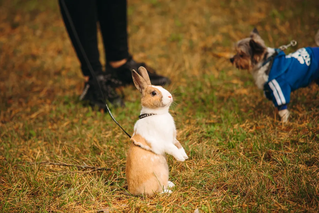 244638505 3023980177882699 3405673527212393803 n