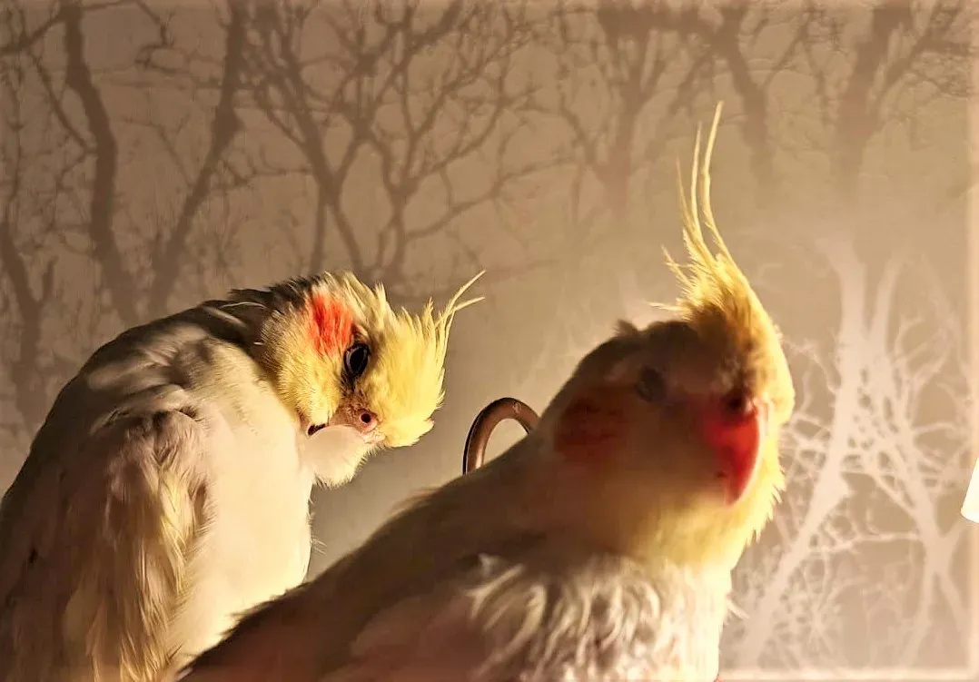 abi363326591 6925959690770158 9209041638146897381 nd jpg