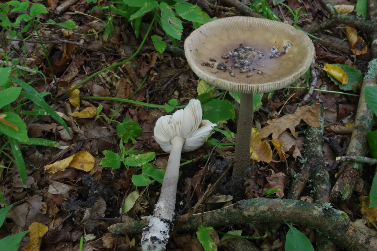 amanita ceciliae