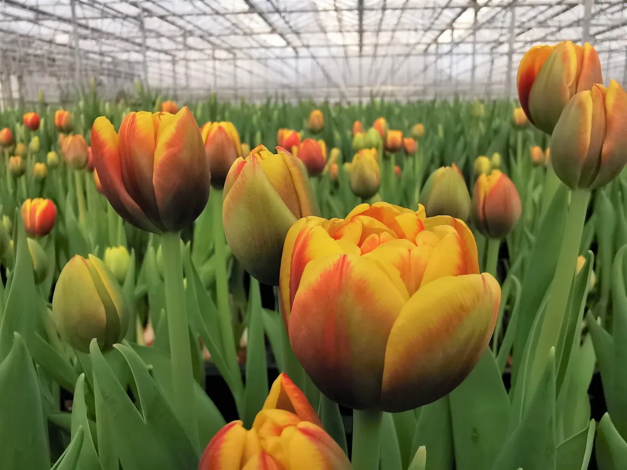 azemaicio ukyje auginamos tulpes scaled