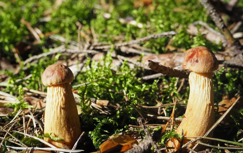 barane6361 21753ce46517b171622e26ee85dbbcd9