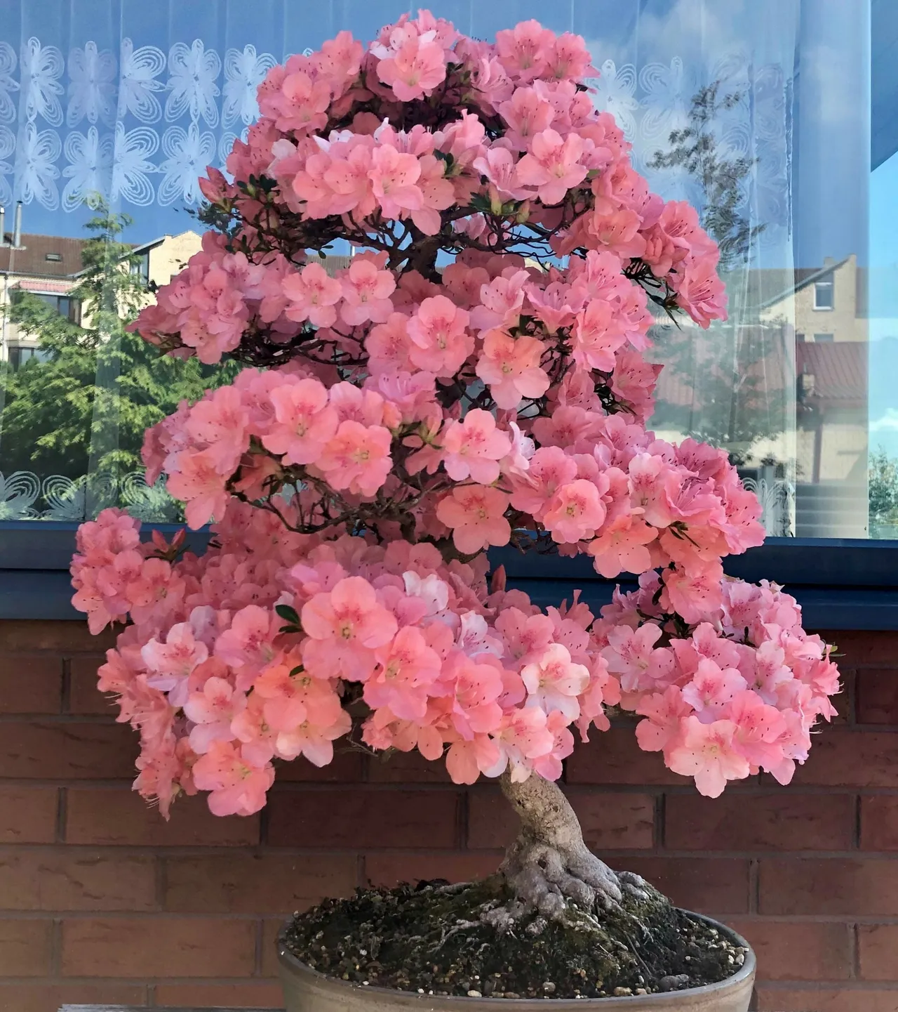 bonsvv626a54e08b87e scaled