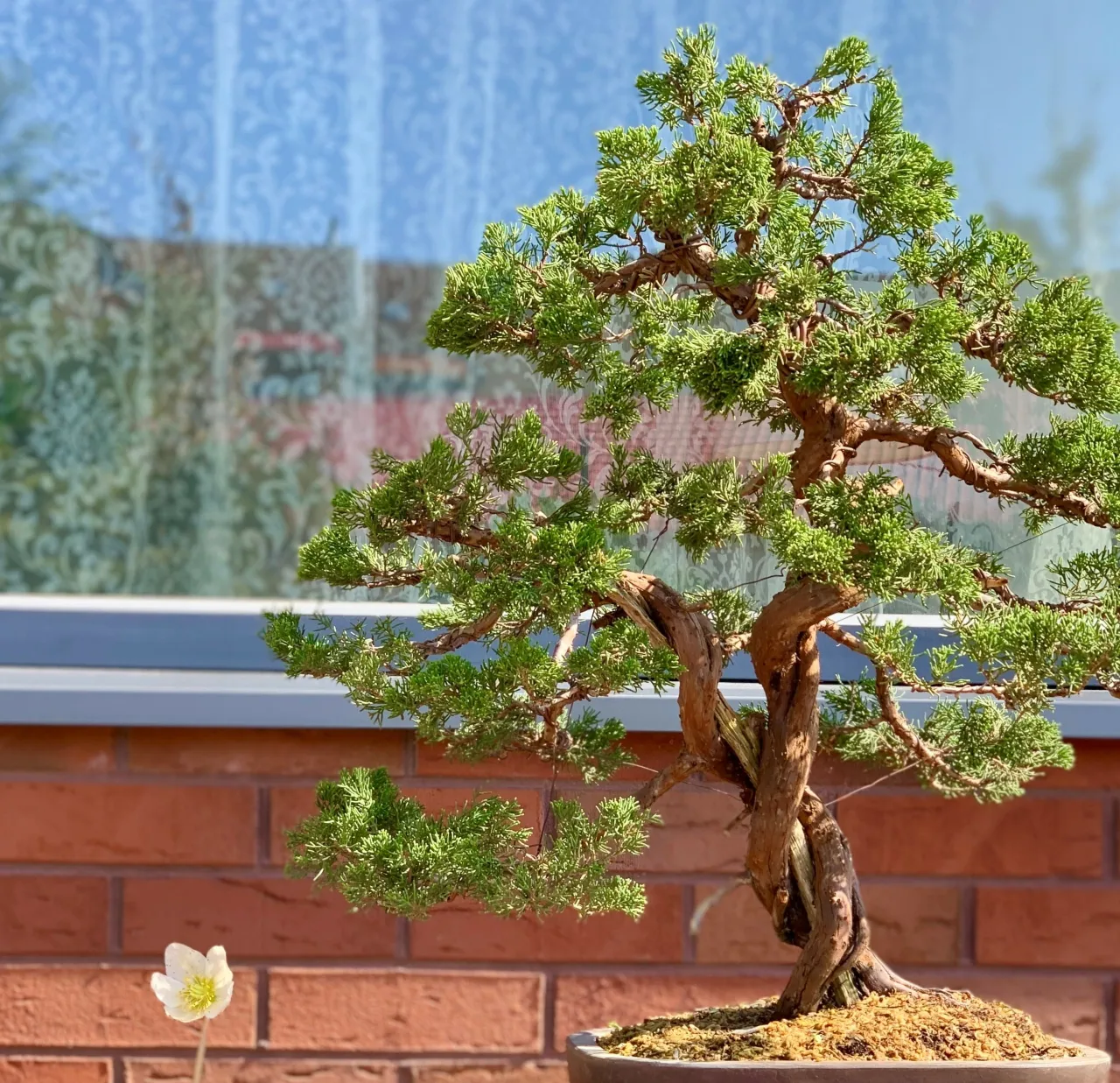 bonsvv626a54e23c6db scaled