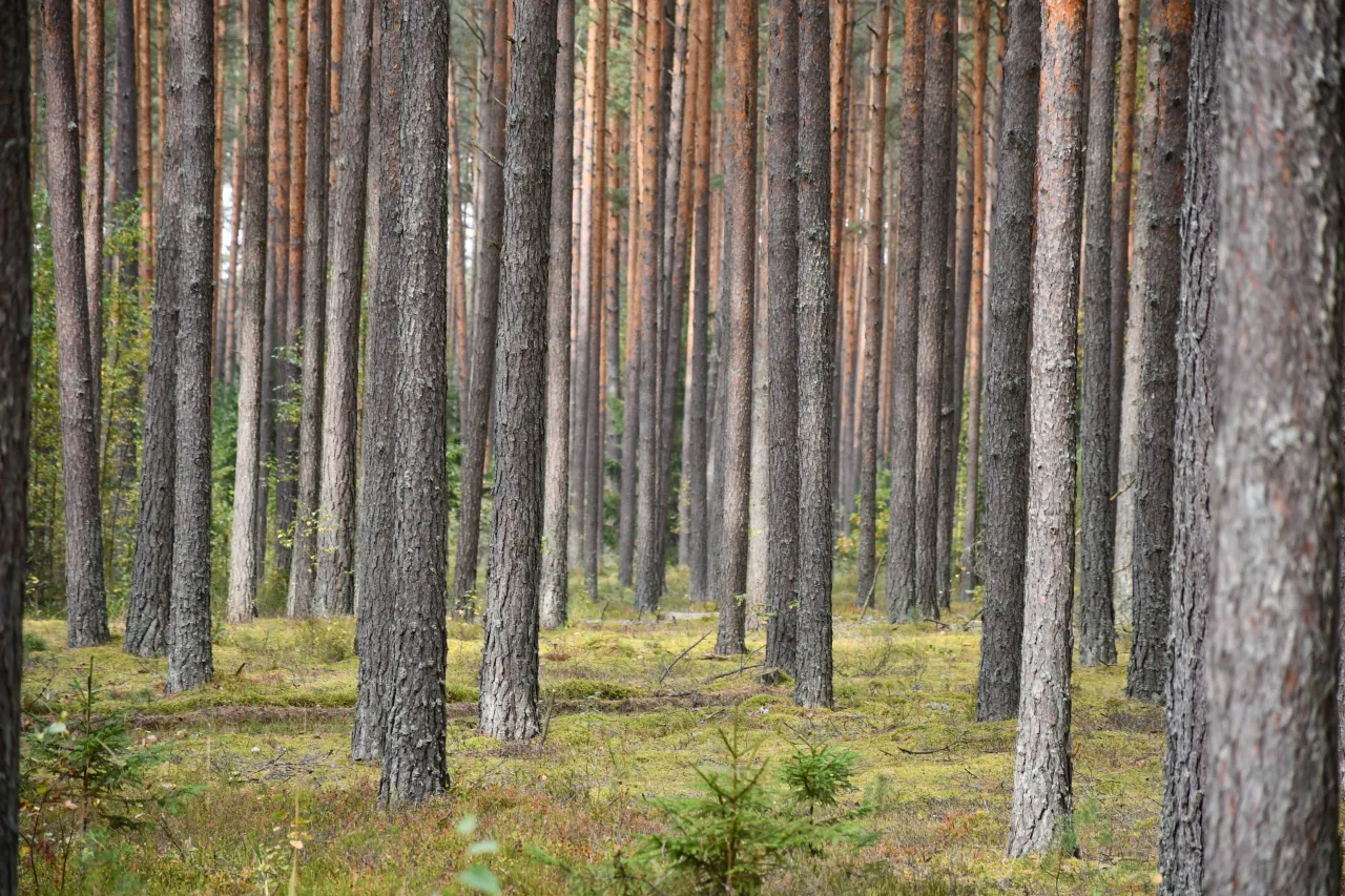 brestantis medynas scaled