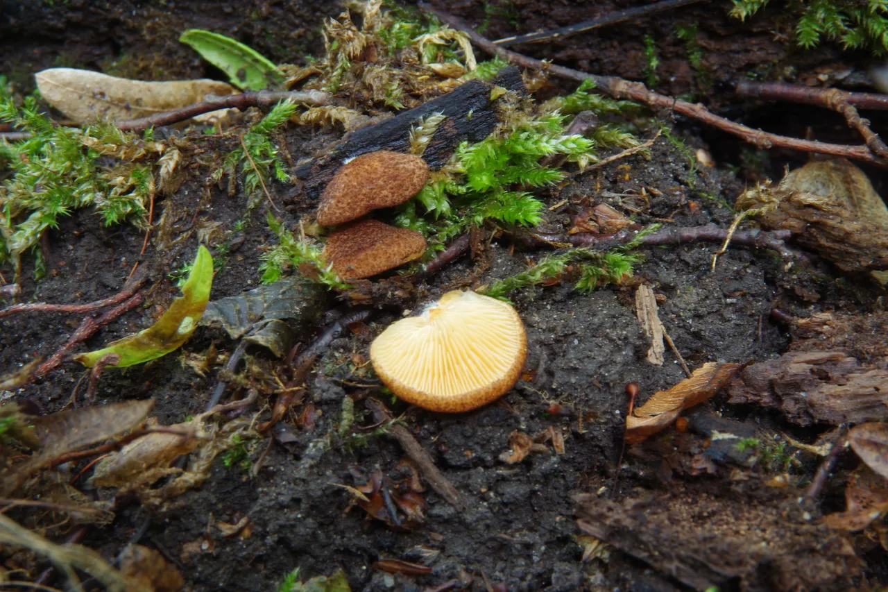 crepidotus crocophyllus