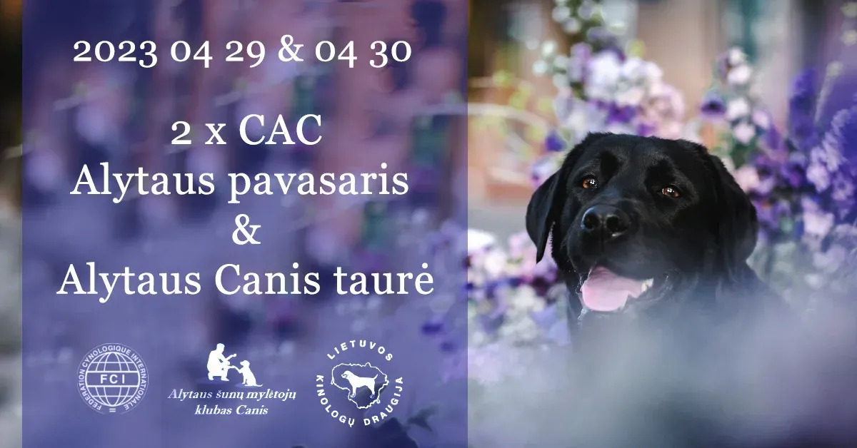 dog311463828 478345197661527 1768729700373075811 n jpg