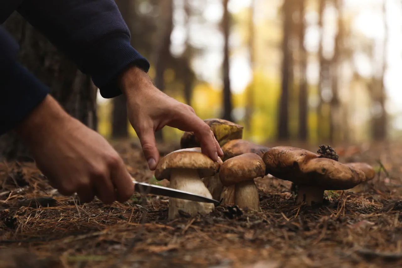 gry64c761890d21a scaled