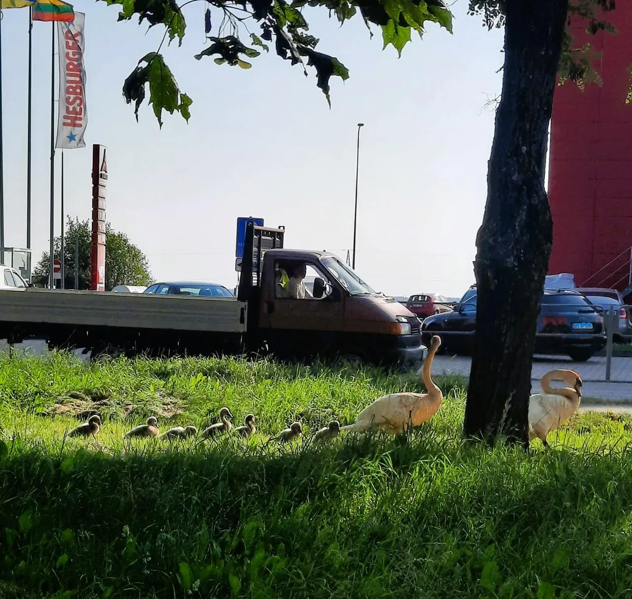 gulb virginijos v 289557813 1983977661803363 924796384244677041 n