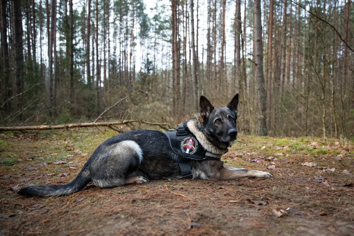 kamsresize 1200x900 2021 11 12 aut m lysenko 8