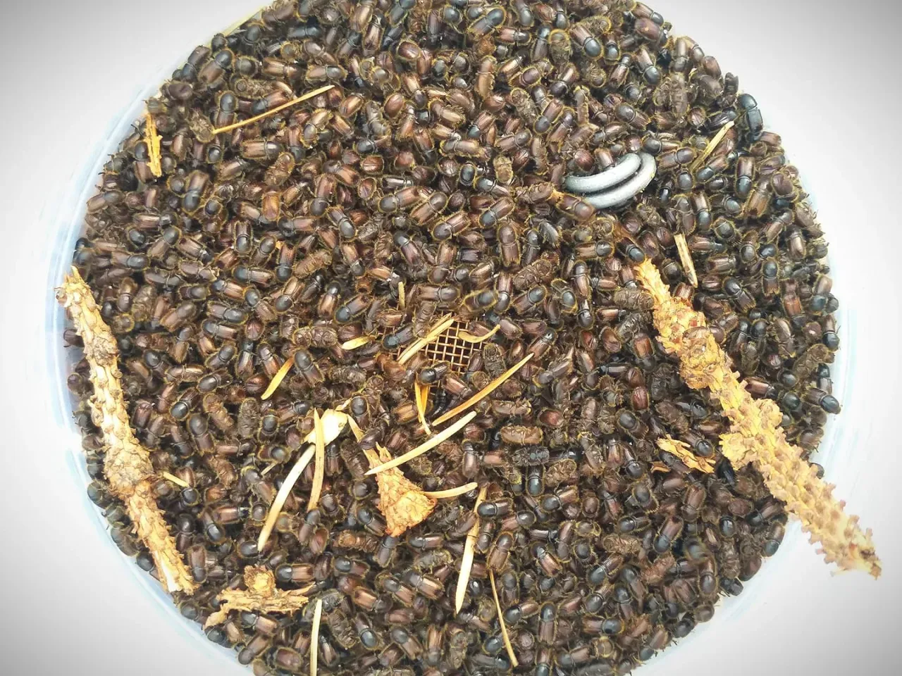 kenkejai lau kinis jpg