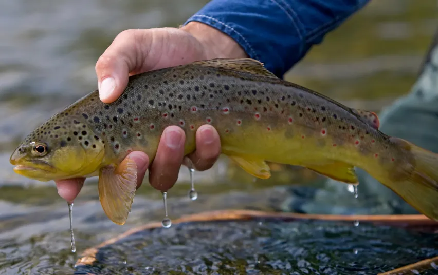 lasis2683 4fc14a2dcbbc84a1009bc0ef82d2265f