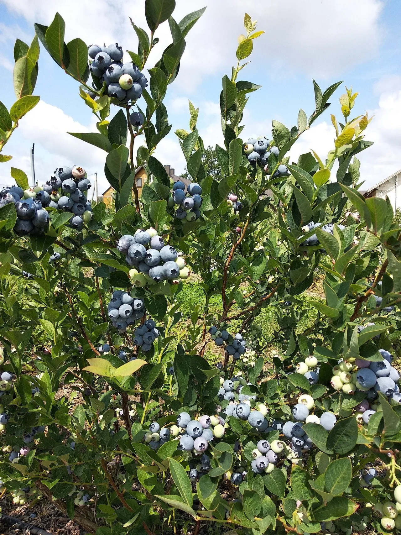 lietuviskos silauoges