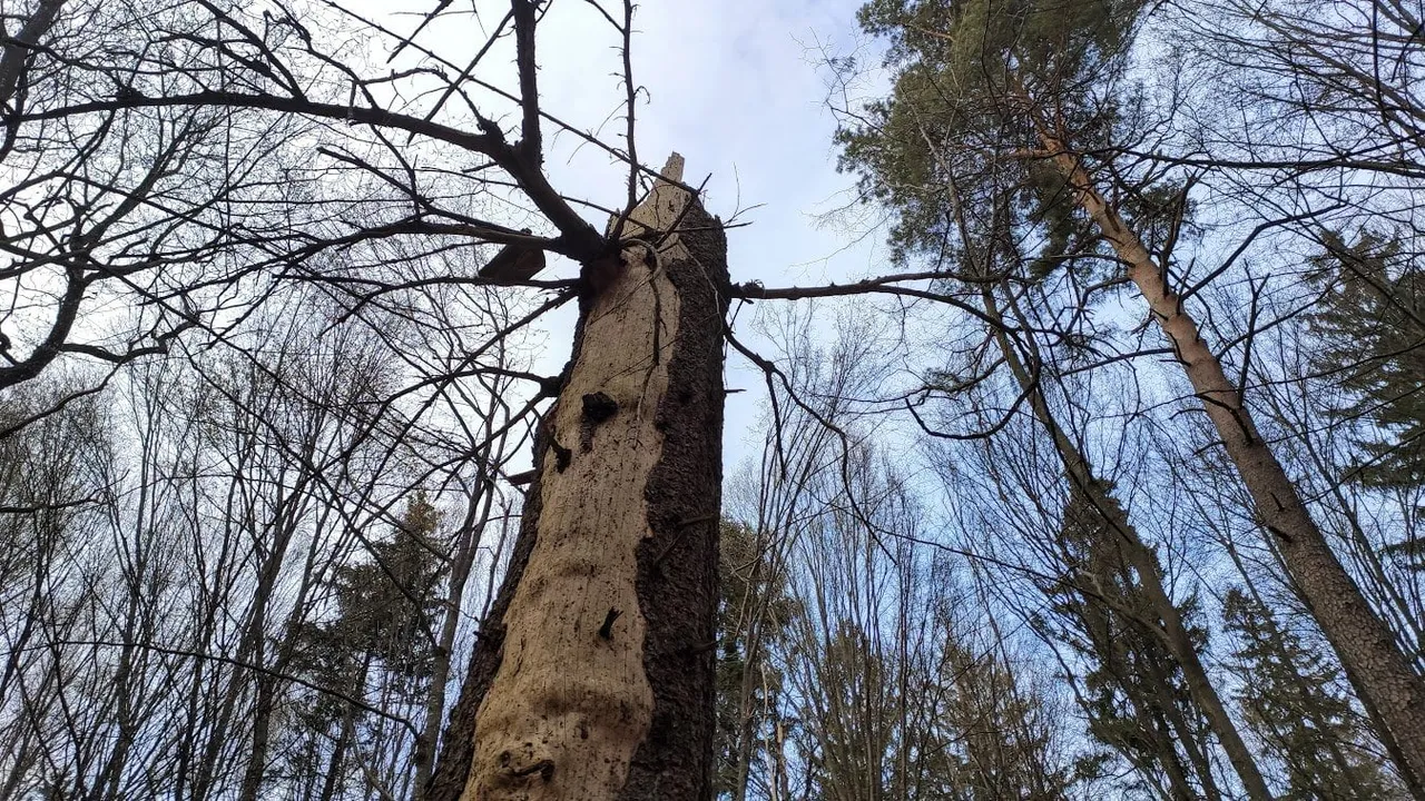 medimg 20200420 194849