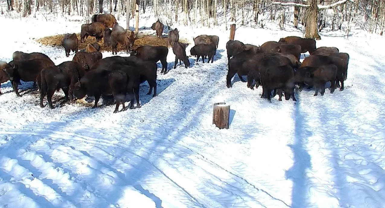 mstreampl 16125223698sss95