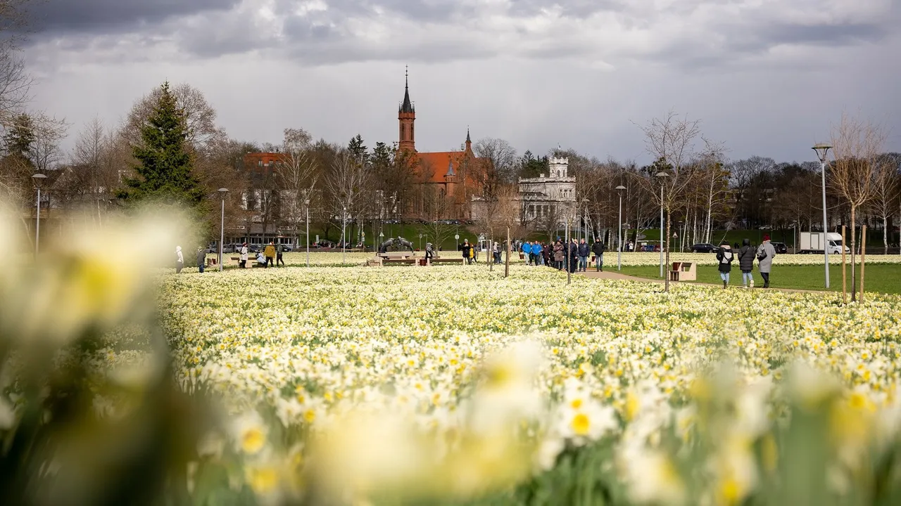 narcizai m dovidauskas druskininku tvic