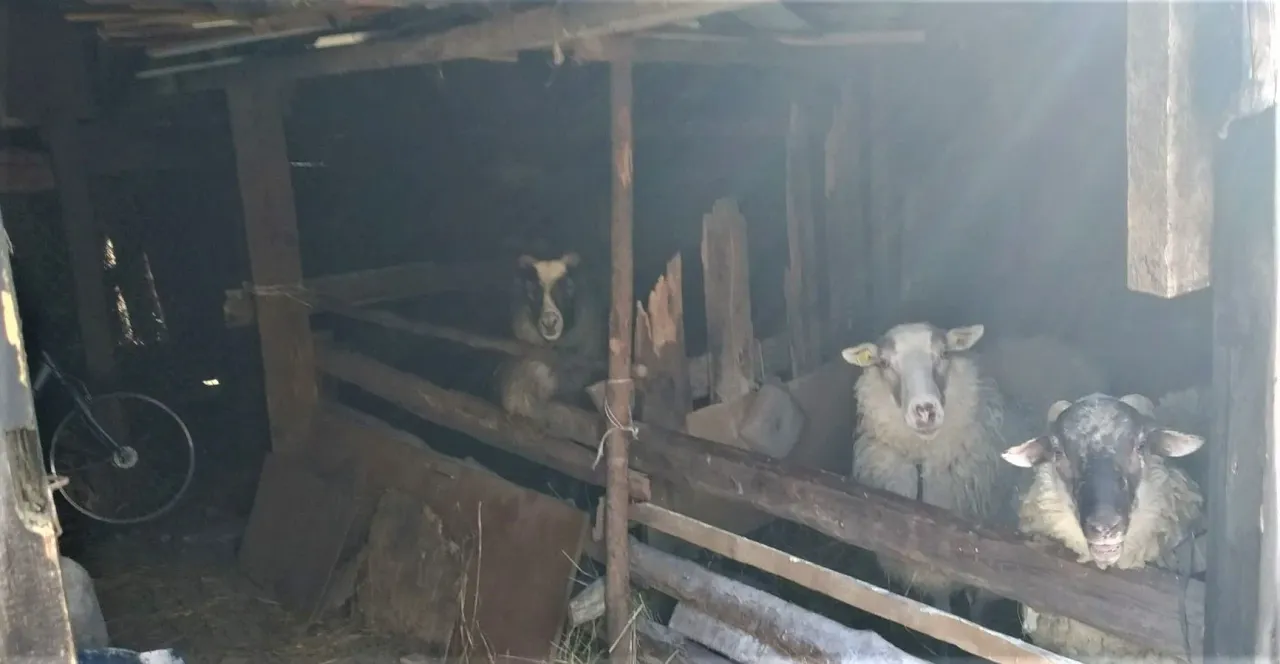 narnemimg 20210428 105322 jpg