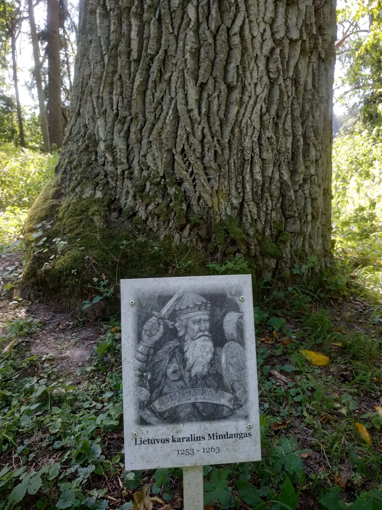 nemkil368015793 607609141560721 7548485143622773390 n jpg