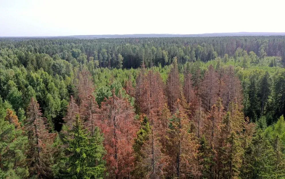 nurudave eglynais jpg