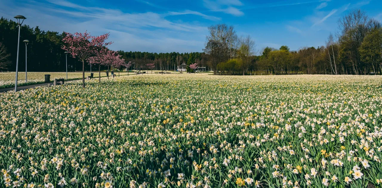 p2155266 seibokodd scaled