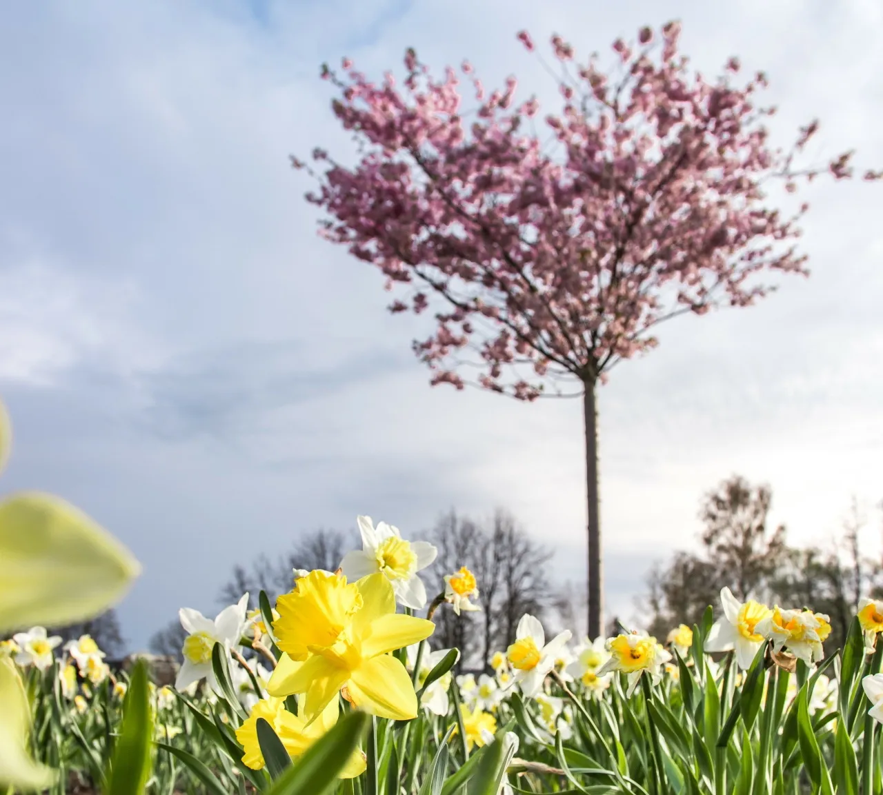 p2155546 seibokodd scaled