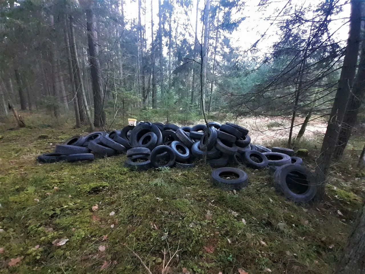 padangos miskuose2 scaled