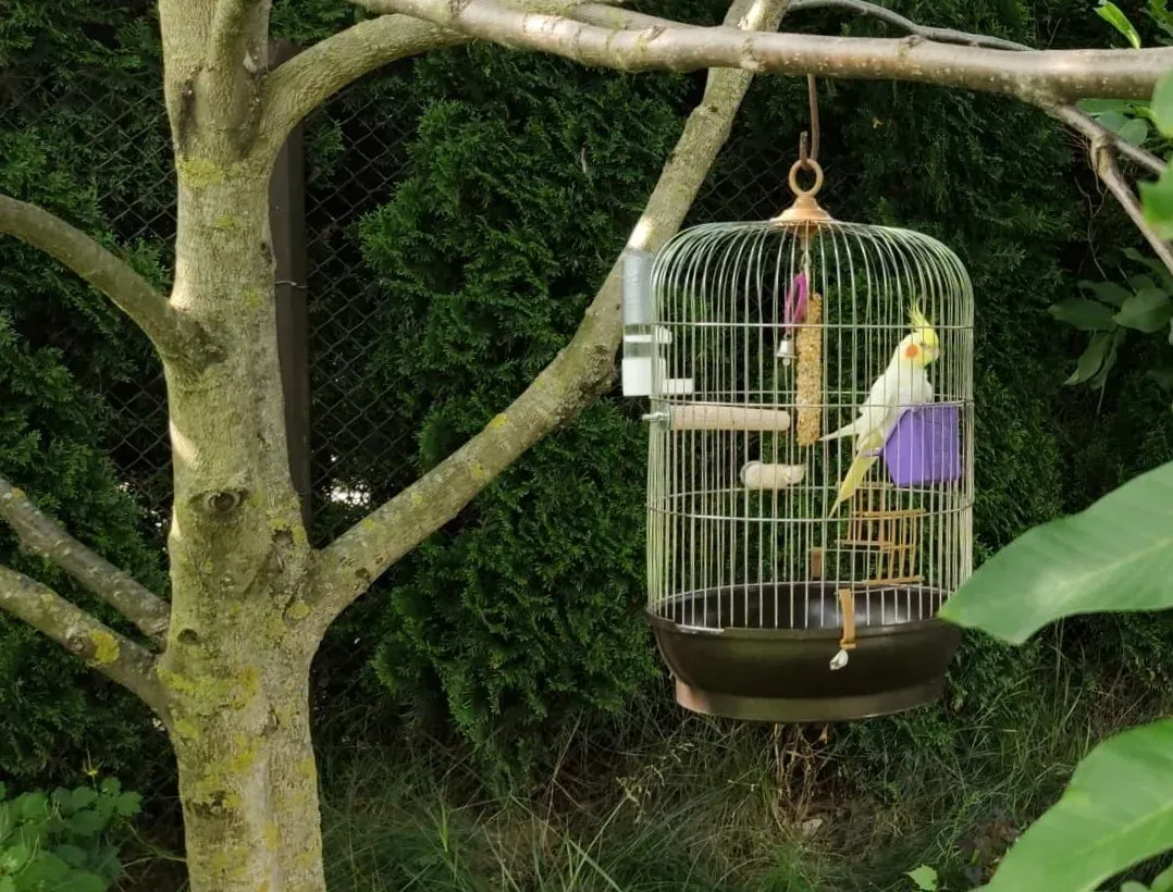 papus218150863 3775956252510896 6045011188870975172 n jpg