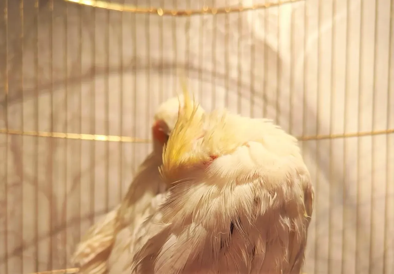 perl362643893 6925805277452266 6671665325775226728 ns jpg