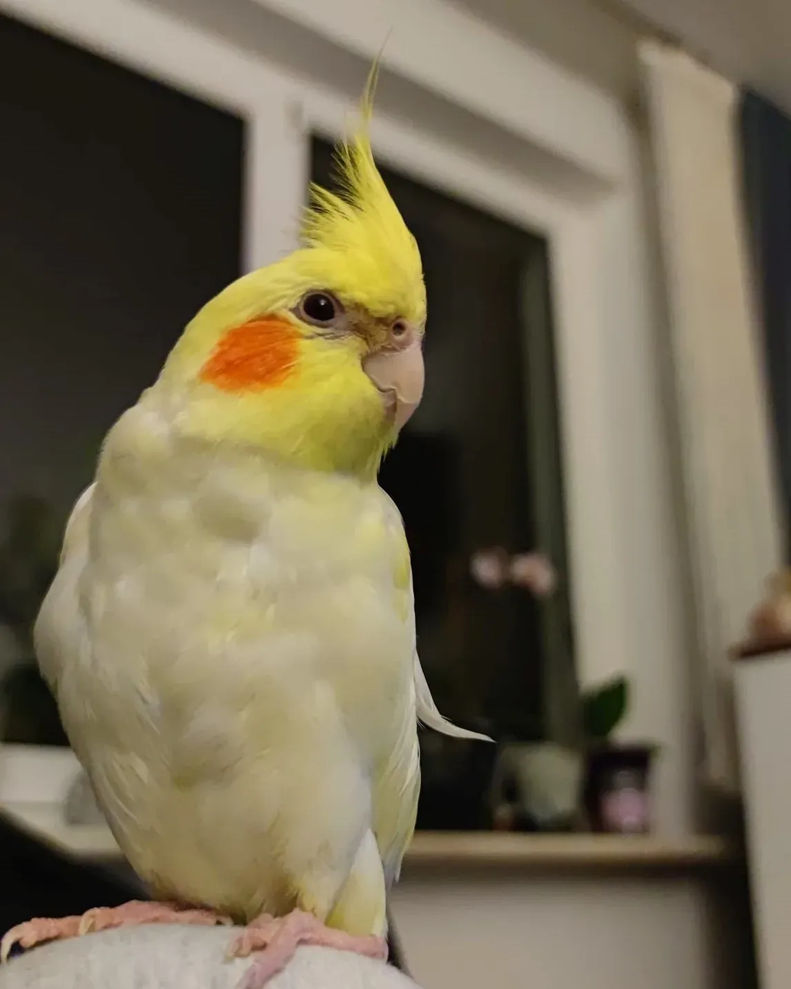 perl362667447 6917681191598008 4588571813692631339 ns jpg