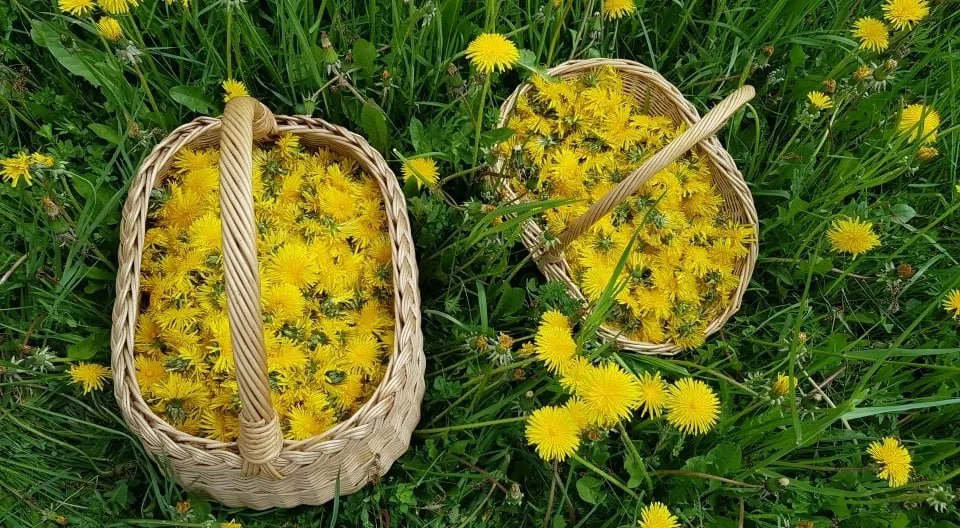 pieniu derlius rotated