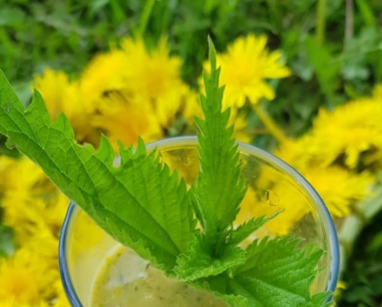 pieniu dilgeliu kokteiliss