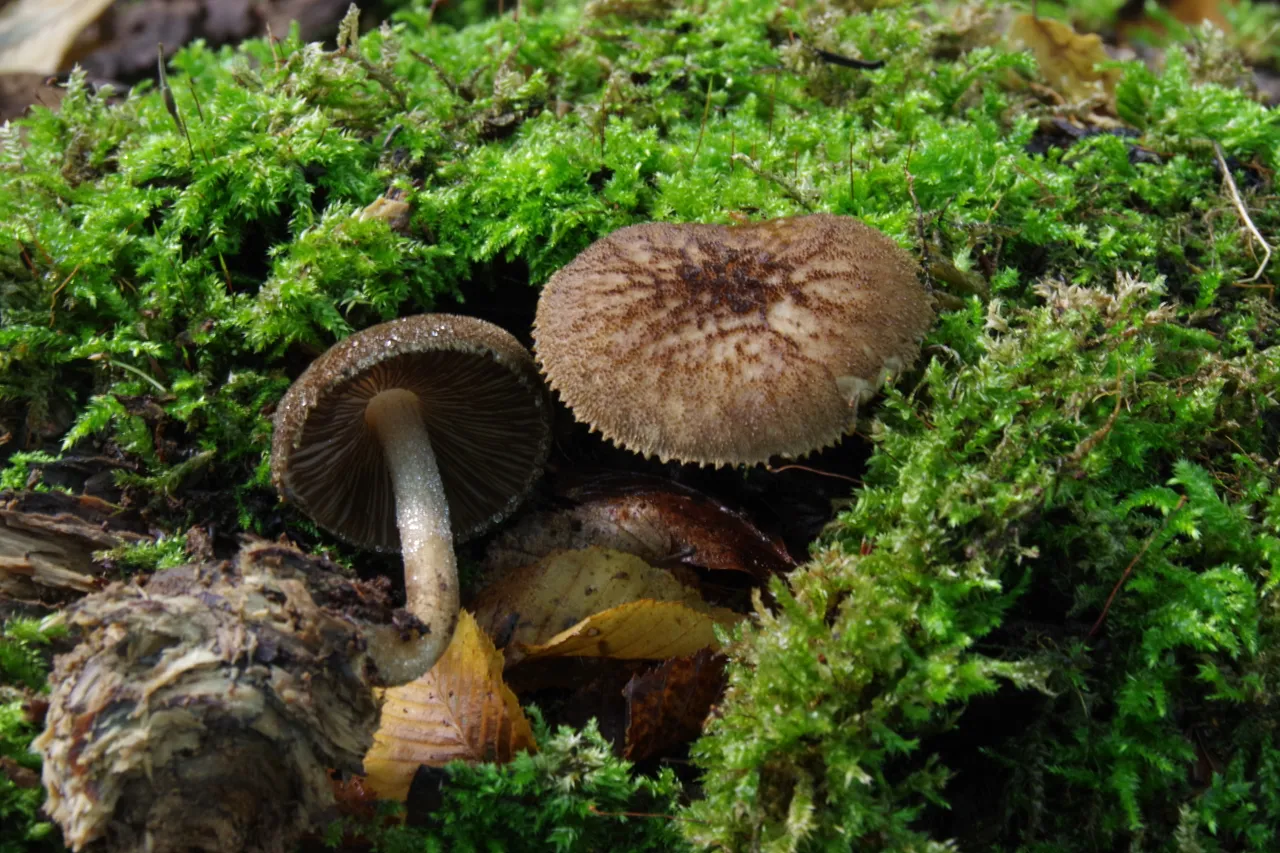 pluteus umbrosus