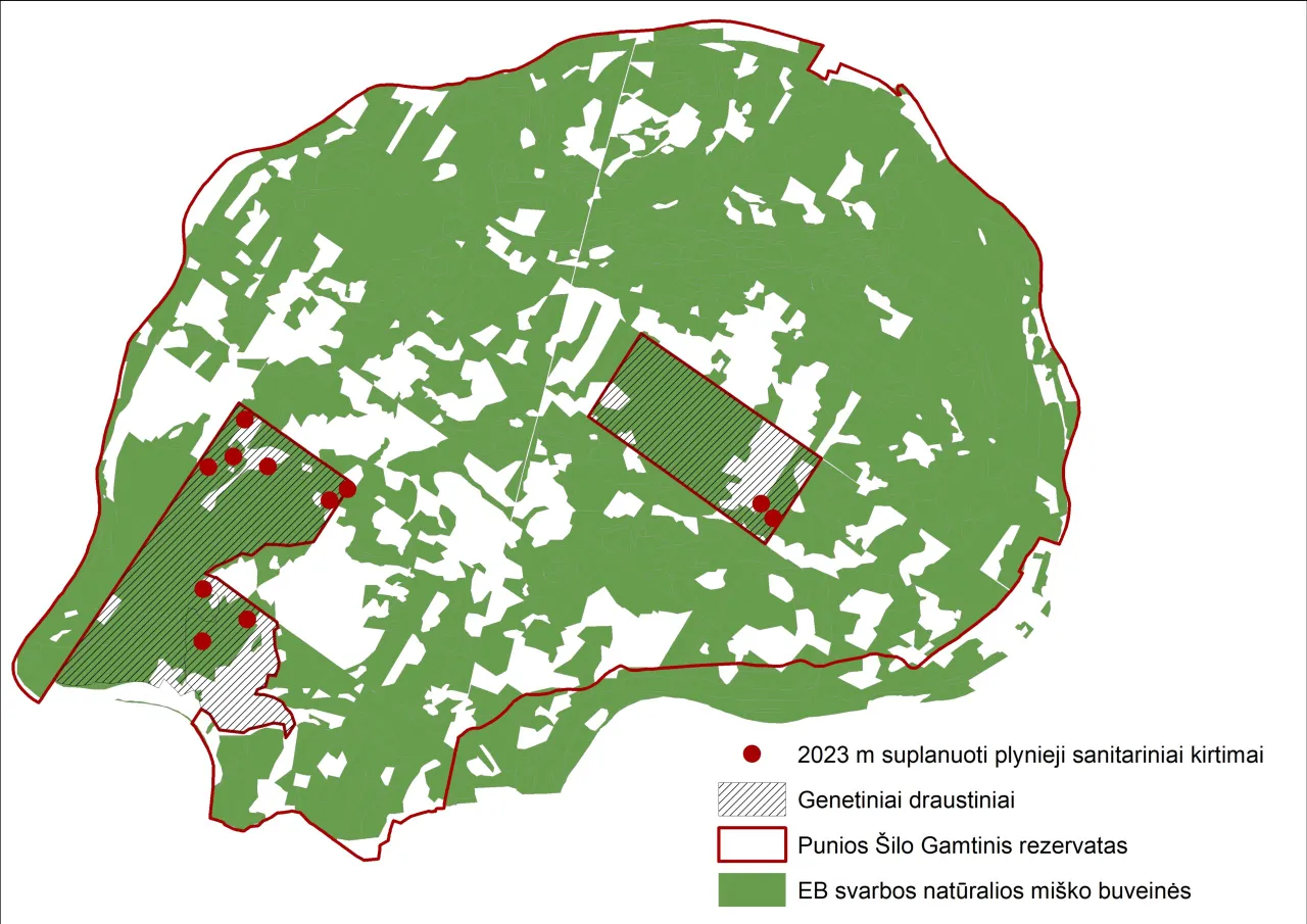 punios sile suplanuoti ir atlikti sanitariniai plynieji kirtimai2023 scaled