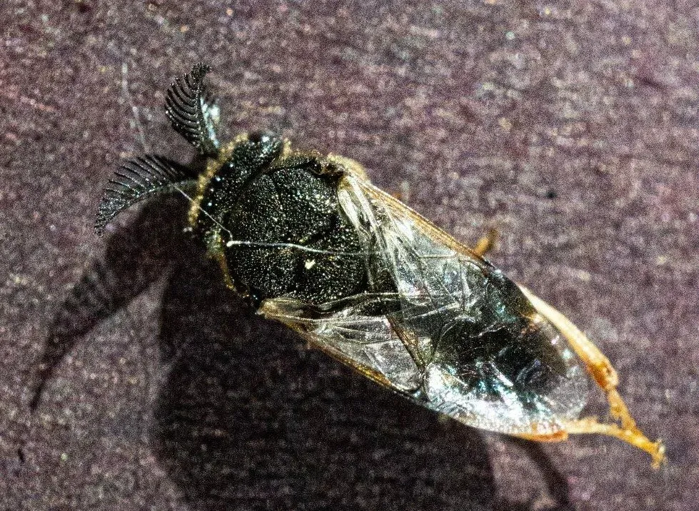 pusinio pjuklelio suauges vabzdys jpg