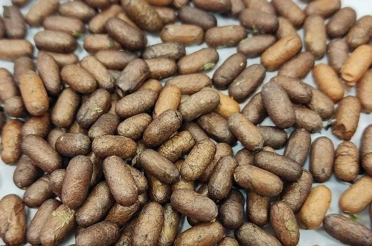 pusiniu pjukleliu kokonai jpg