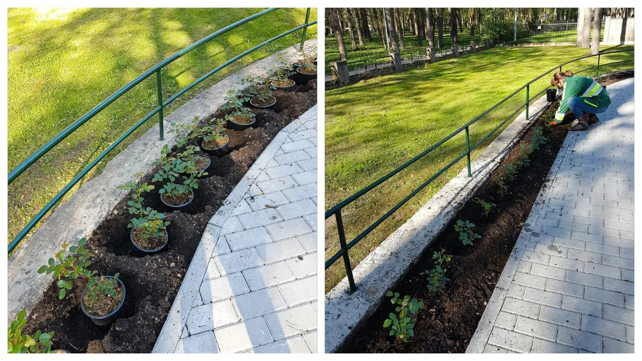 rozynas salia sauliu namu ams nuotr1