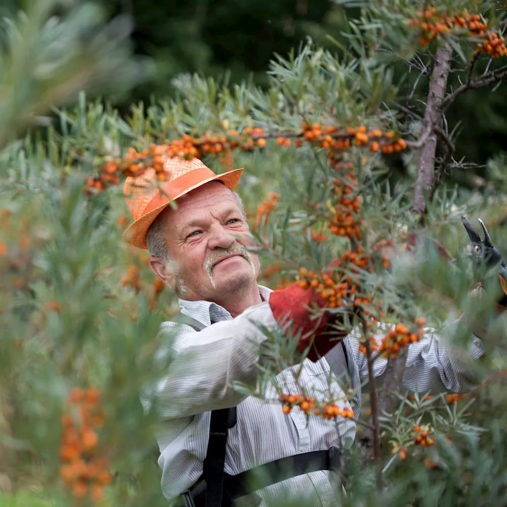 saltalankiu nuemimo darbai