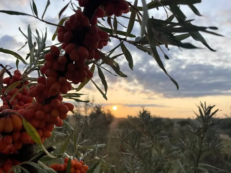 saltalankiu ukis issiplete nuo 27 iki 80 ha