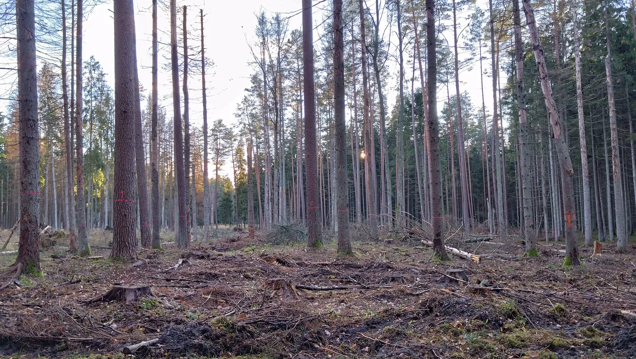 sanitariniai kirtimai04 punios silas 20231113